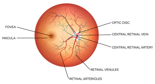 Retina Graphic